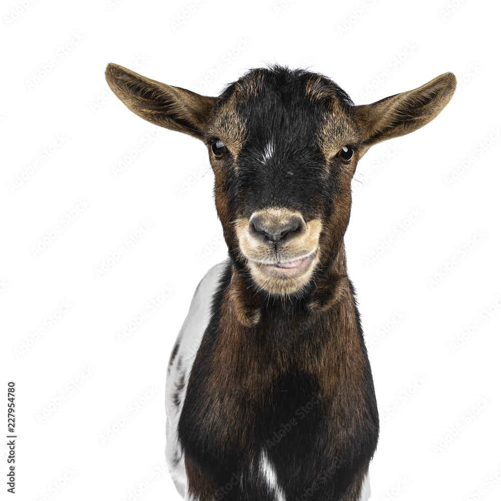 Head shot of funny white, brown and black spotted pygmy goat front view, looking straight at camera 