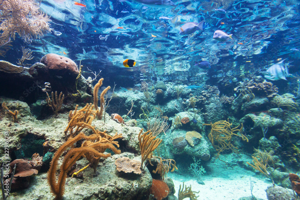 Fishes swimming in the Caribbean Sea of Mexico