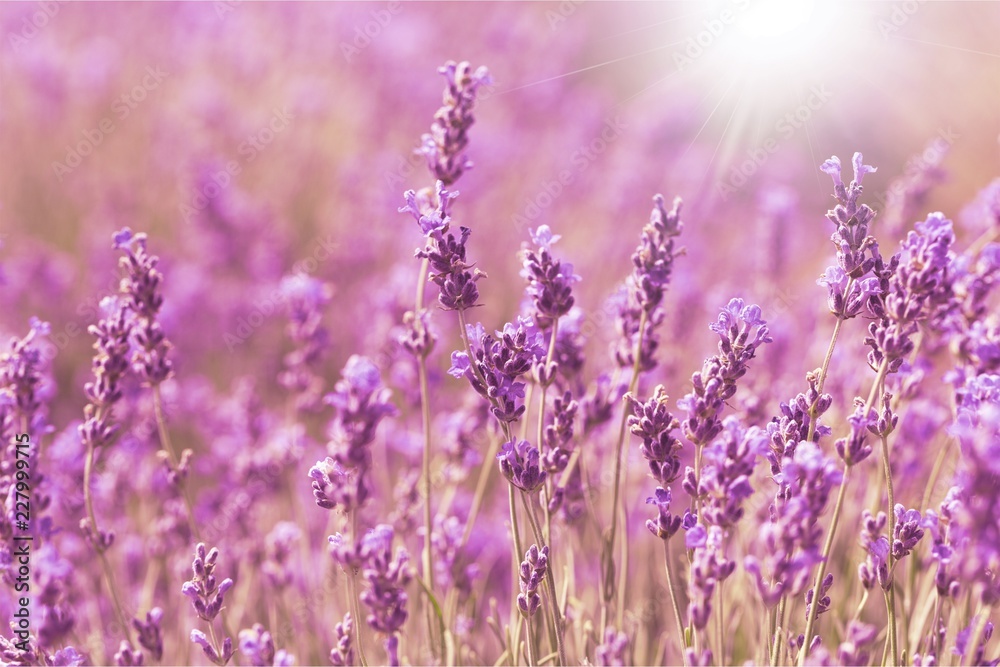 Beautiful violet lavender field