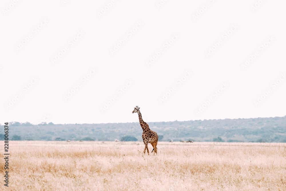 Giraffe Wanderung Afrika Savanne hell