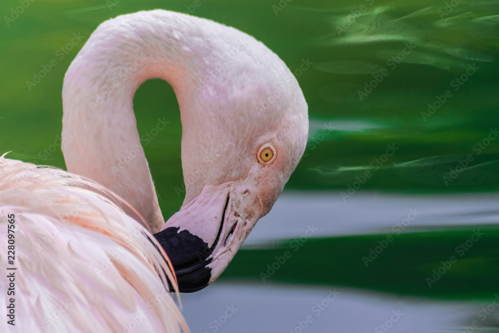 Chilean flamingo head portrait (Phoenicopterus chilensis) with sunlight and green lagoon water backg