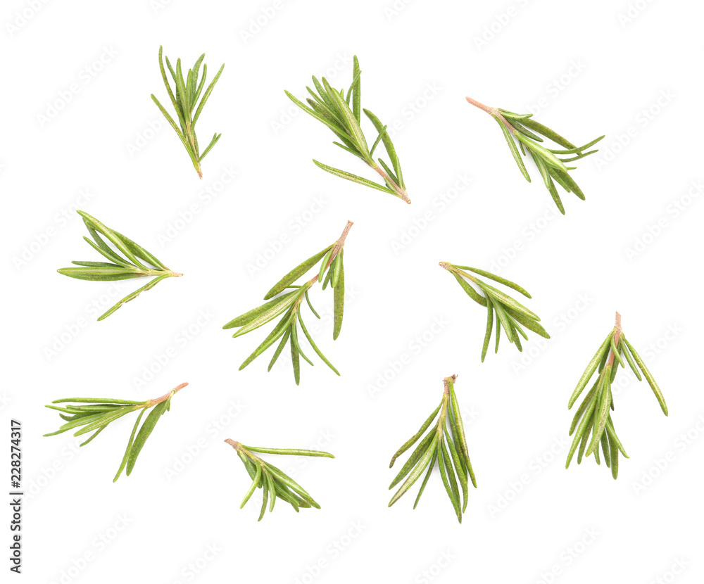 Fresh aromatic rosemary on white background