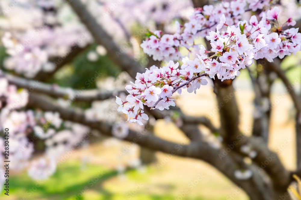 満開の桜