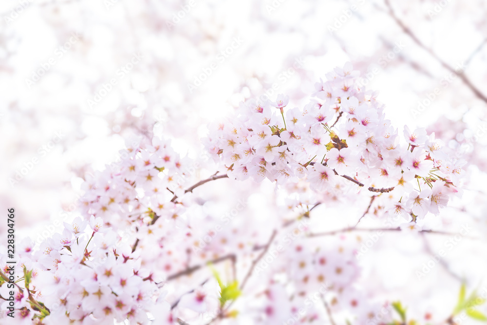 満開の桜