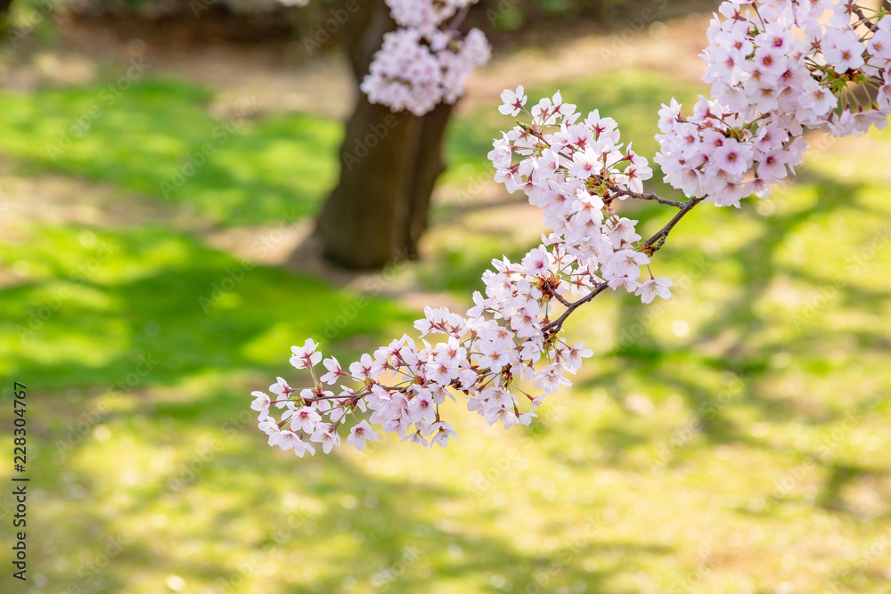 満開の桜