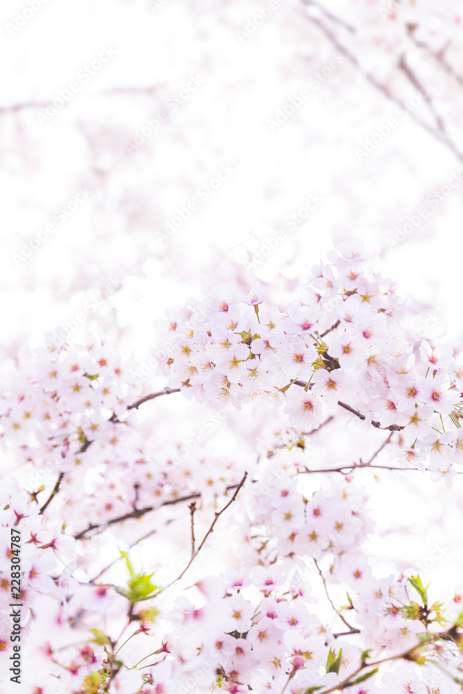 満開の桜