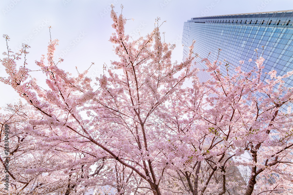 都会の桜