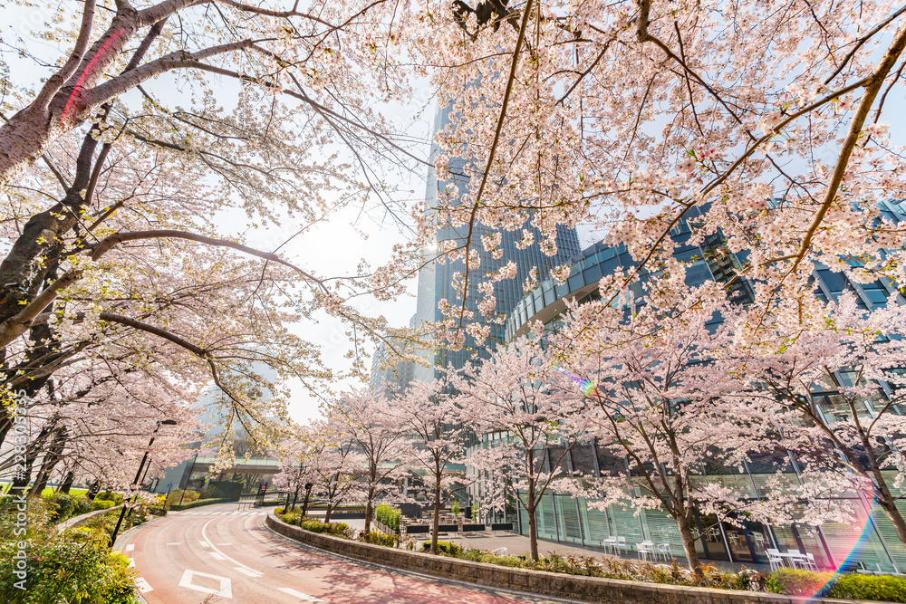 都会の桜