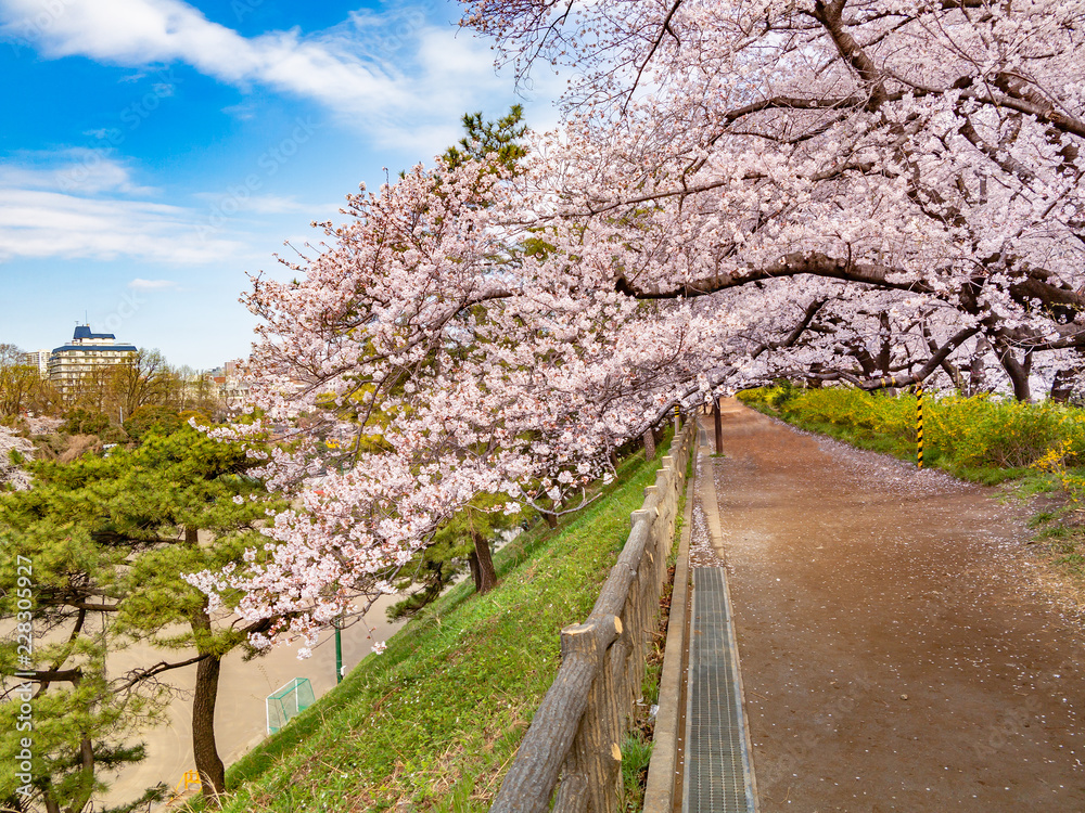 都会の桜