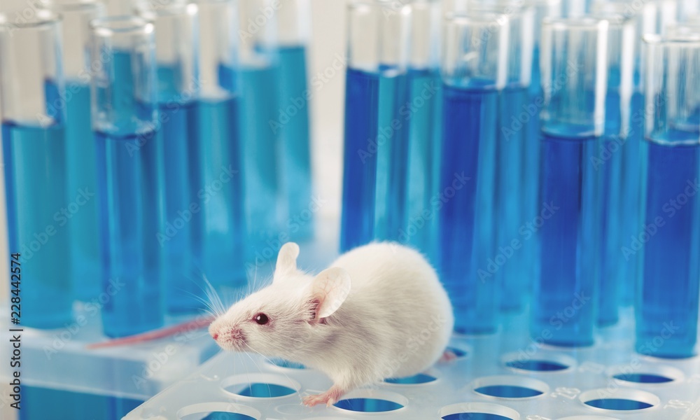 White laboratory rat isolated on blue background