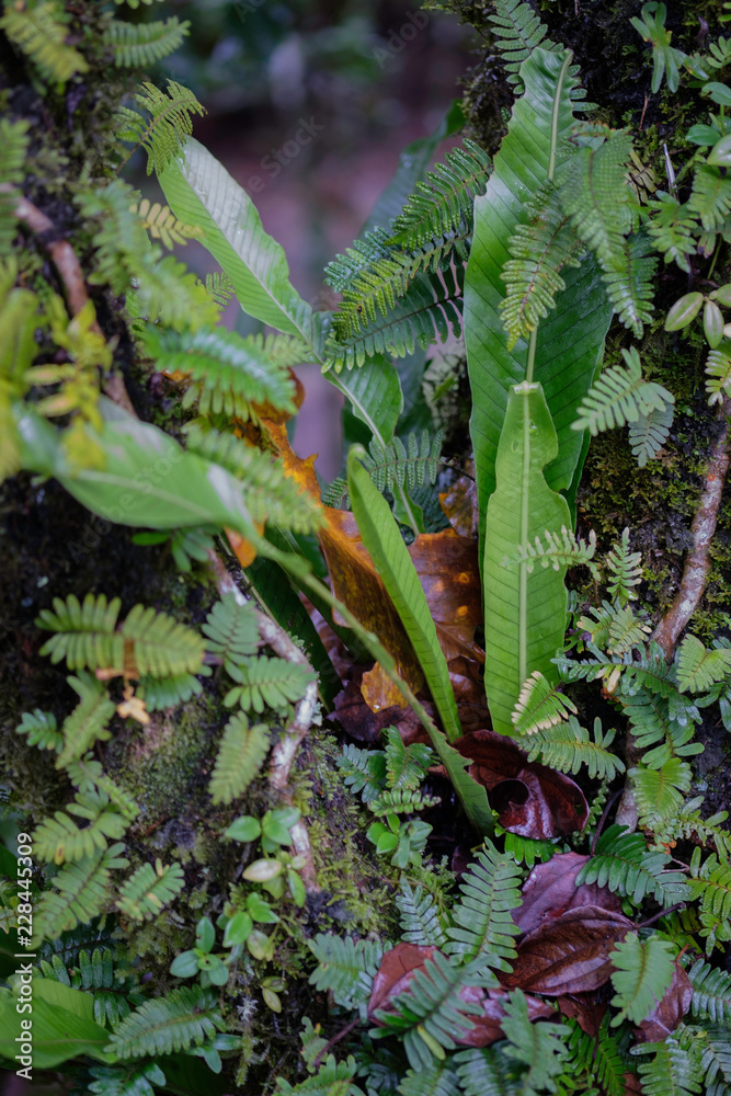 Ferns Growing On Tree Trunk