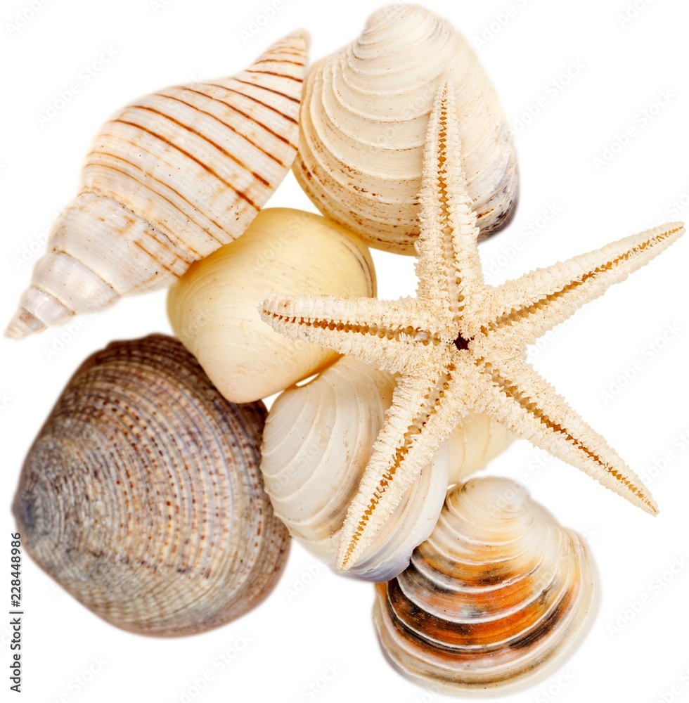 Assorted shells and starfish