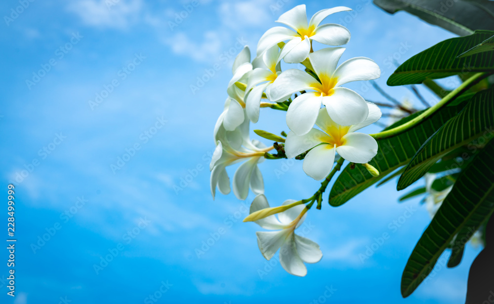 弗兰吉帕尼花（Plumeria alba），蓝色天空背景下有绿色的叶子。白色的花朵带有黄色