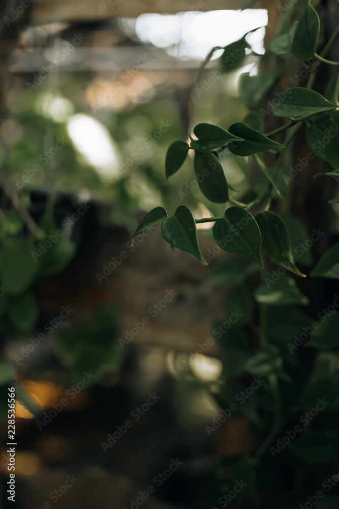 Beautiful nature of vertical garden with green texture for background.