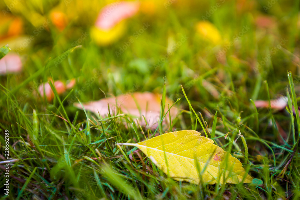 Buntes Herbstlaub auf dem Waldboden