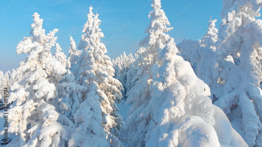 空中：飞过覆盖着壮观景观的雪林。