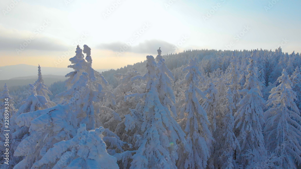 AERIAL: Flying towards a snow covered spruce tree on a sunny winter morning.