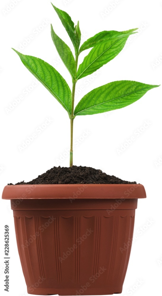 Plant growing out of a pot