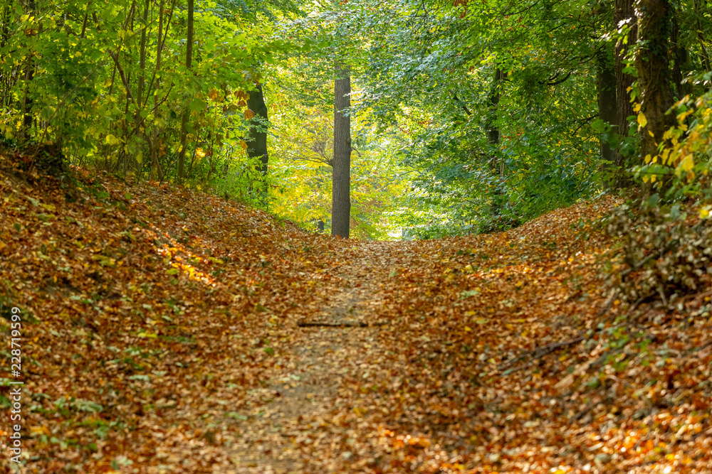 Waldweg im Herbst