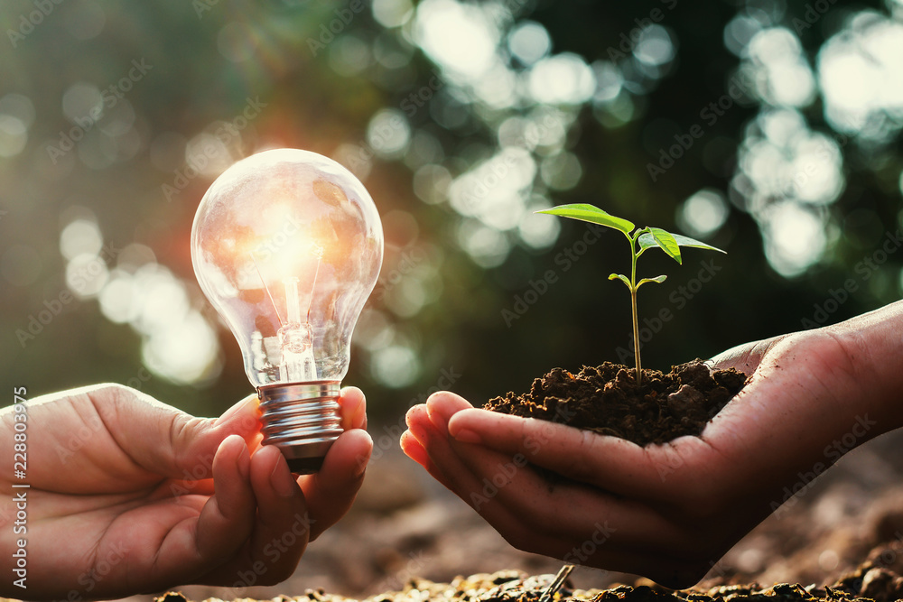 lightbulb and small tree growing on hand . concept solar energy with planting