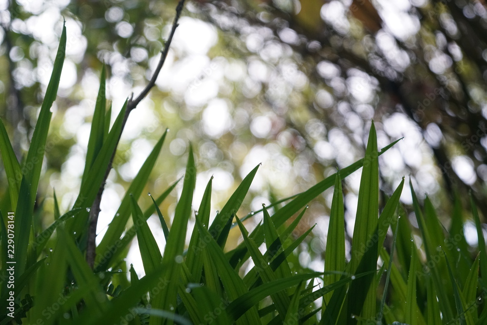 绿草和雨滴