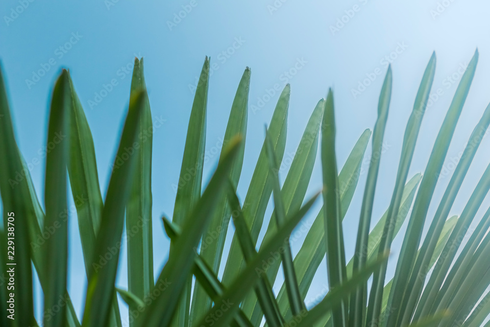 Palm trees against the blue sky