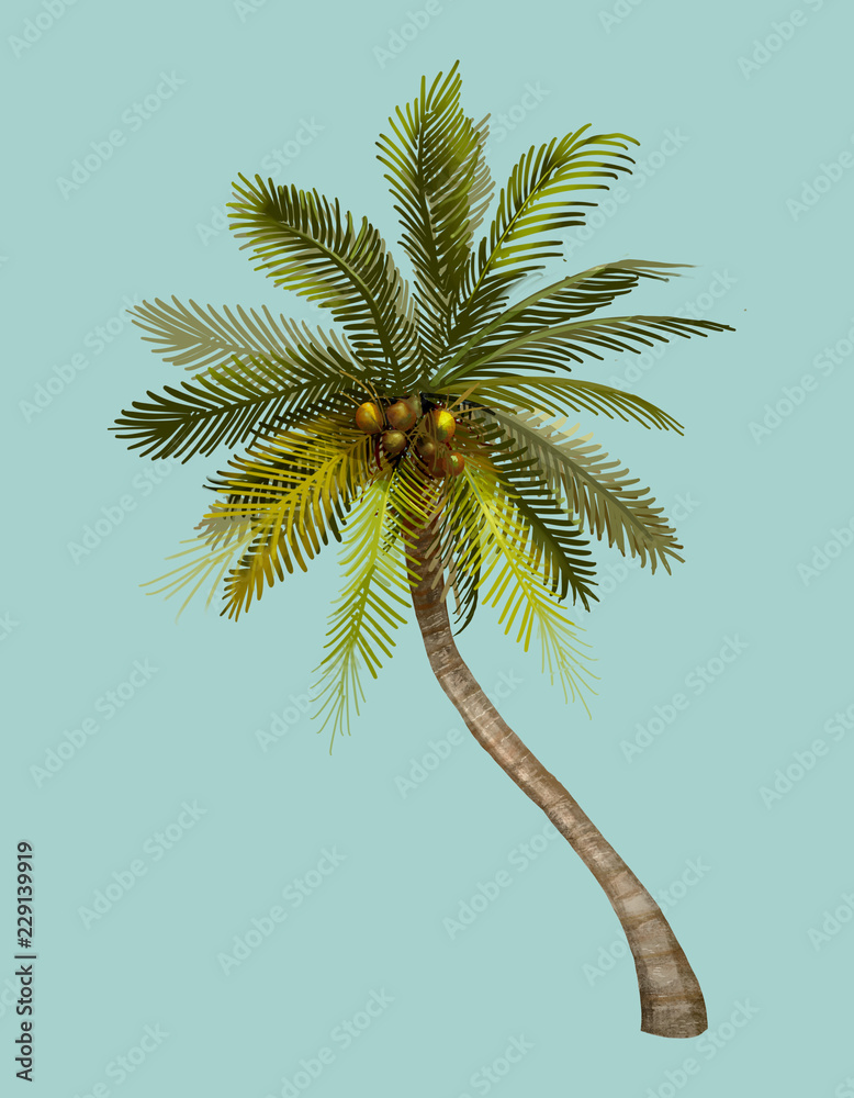 Tropical coconut palm tree illustration