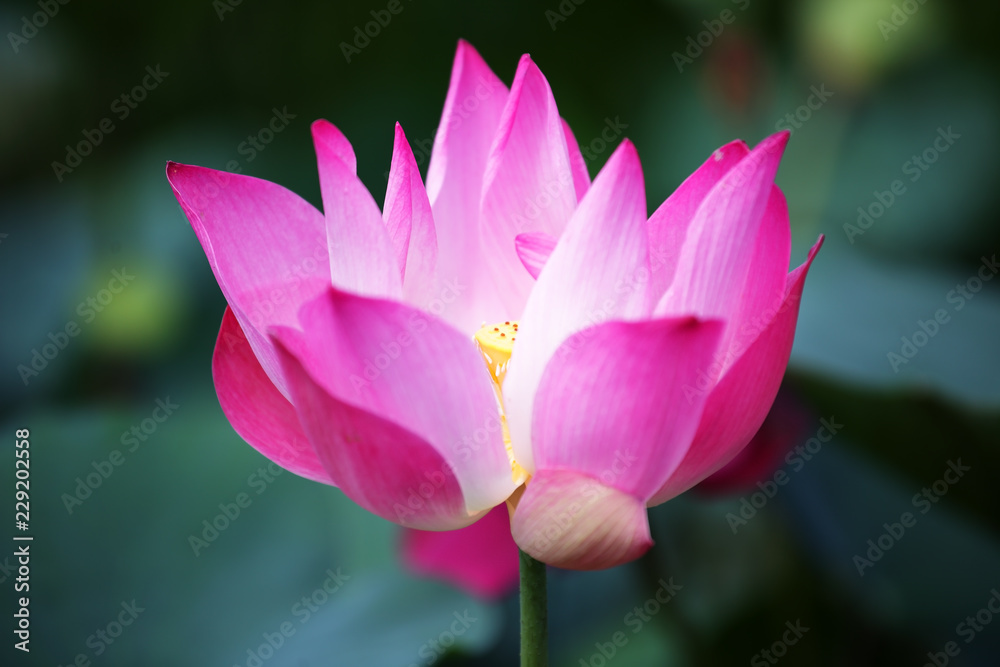 close up of blooming beautiful lotus flower background