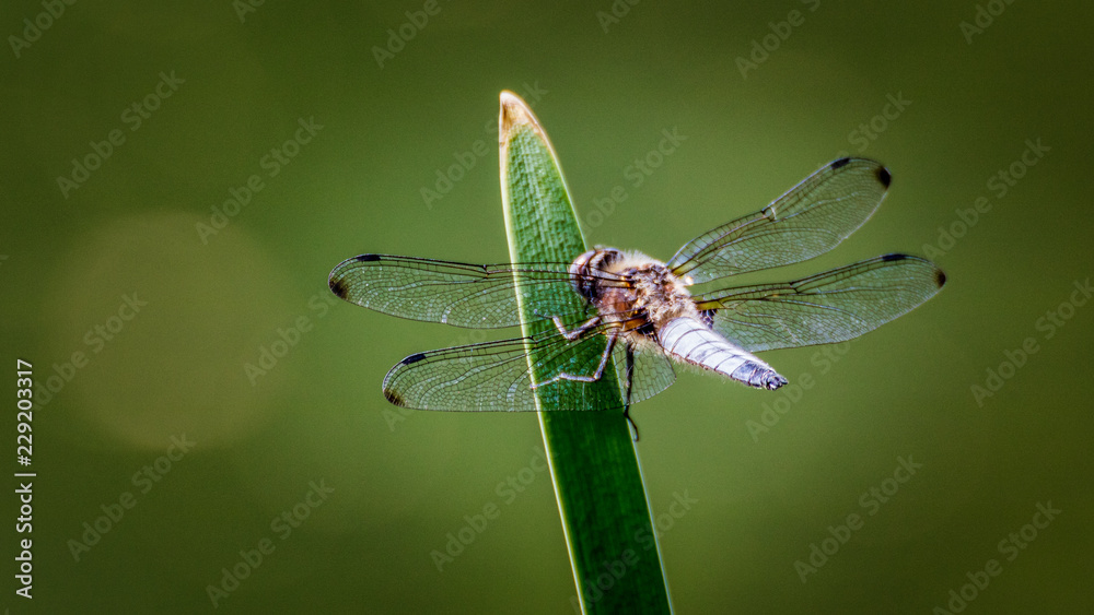 Libelle