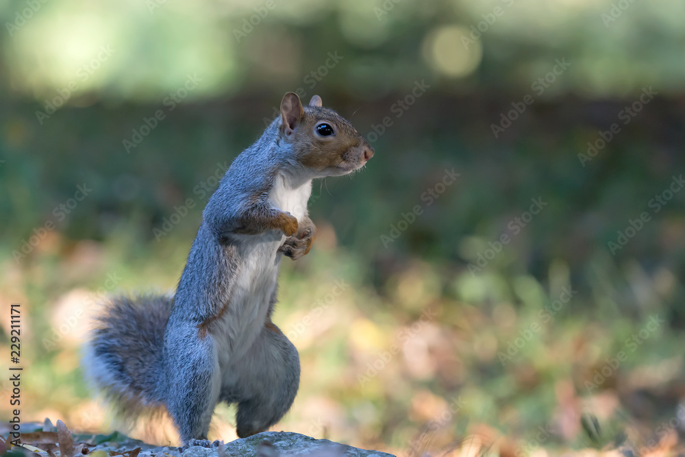 Scoiattolo grigio americano nel bosco（加利福尼亚Sciurus carolinensis）