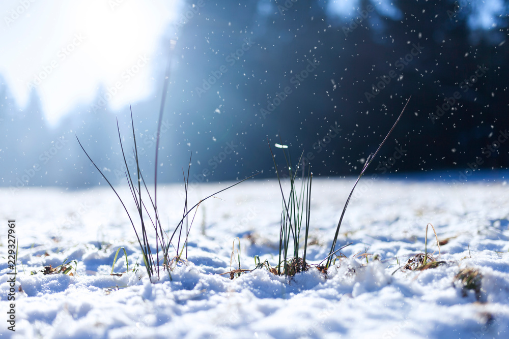 降雪期间美丽的阳光明媚、白雪皑皑的乡村场地细节。使用了选择性焦点。