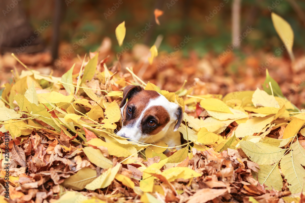 Cute funny dog on yellow leaves in autumn park