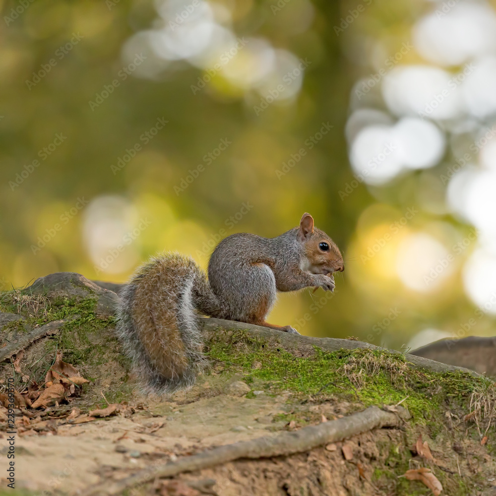 加利福尼亚Sciurus carolinensis（Scoiattolo grigio）