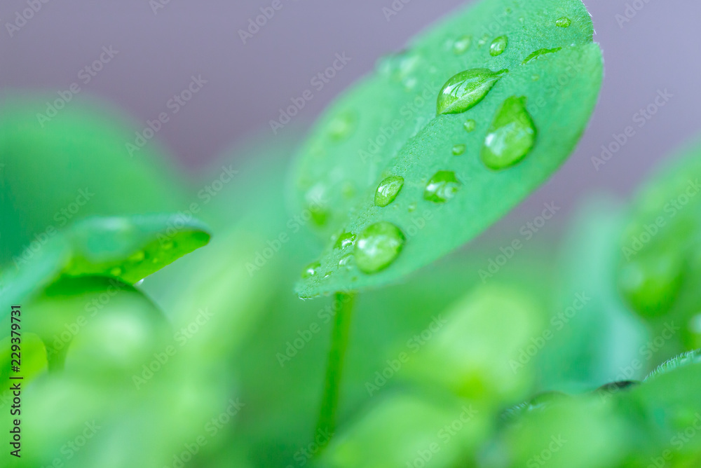 水滴のついた新緑の葉