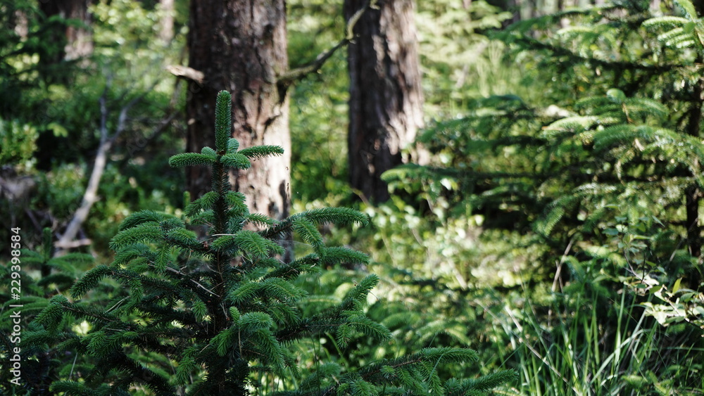 pine sapling in forest