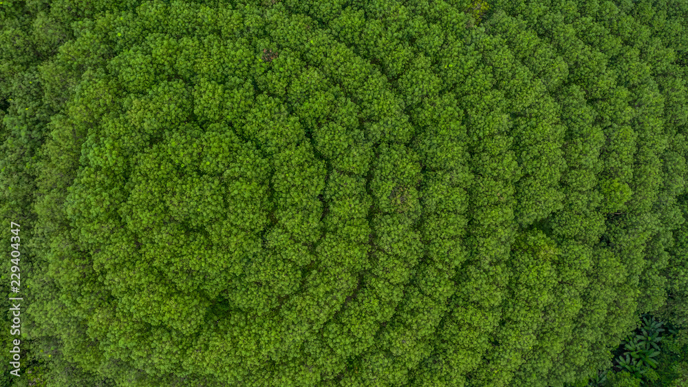 橡胶树森林鸟瞰图，橡胶树和树叶种植园俯视图。