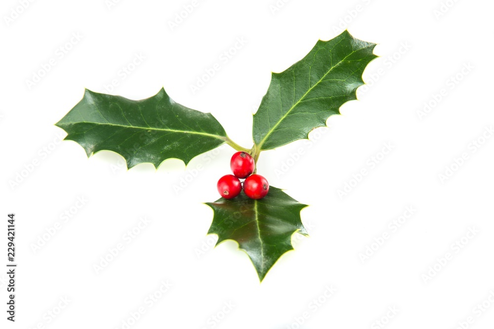 Christmas Holly Isolated on White