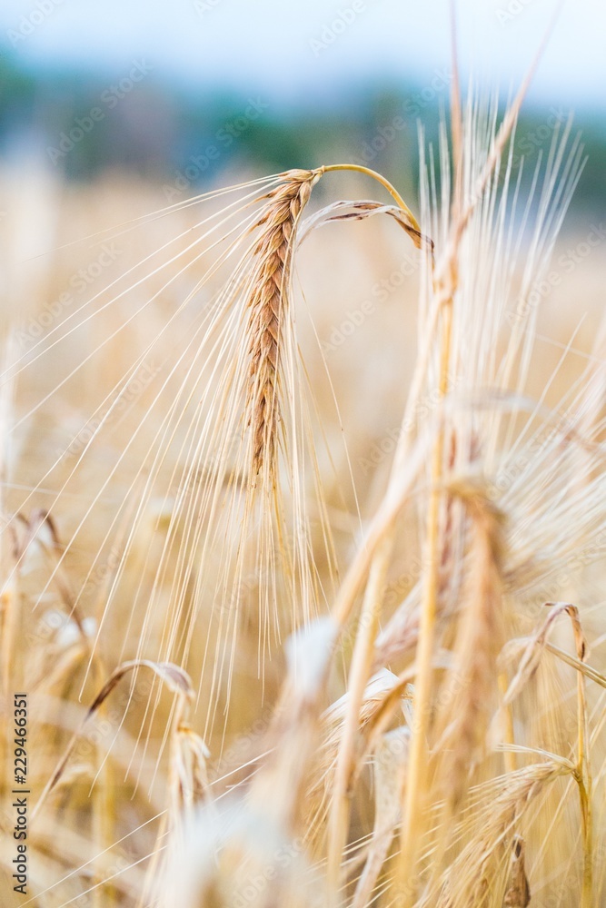 Golden Barley / Wheat Field