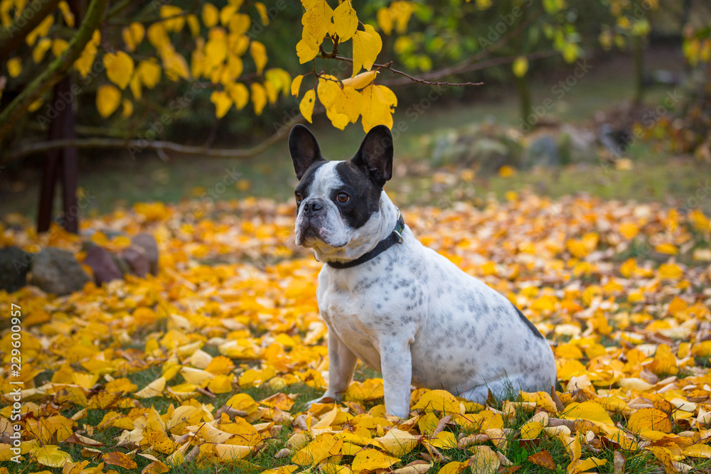 波兰秋景中的法国斗牛犬