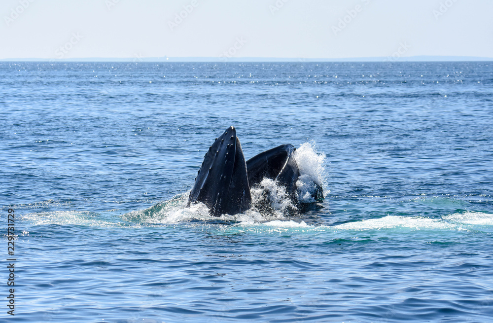 Big Swallow 2 - Cape Cod Bay - August 2018