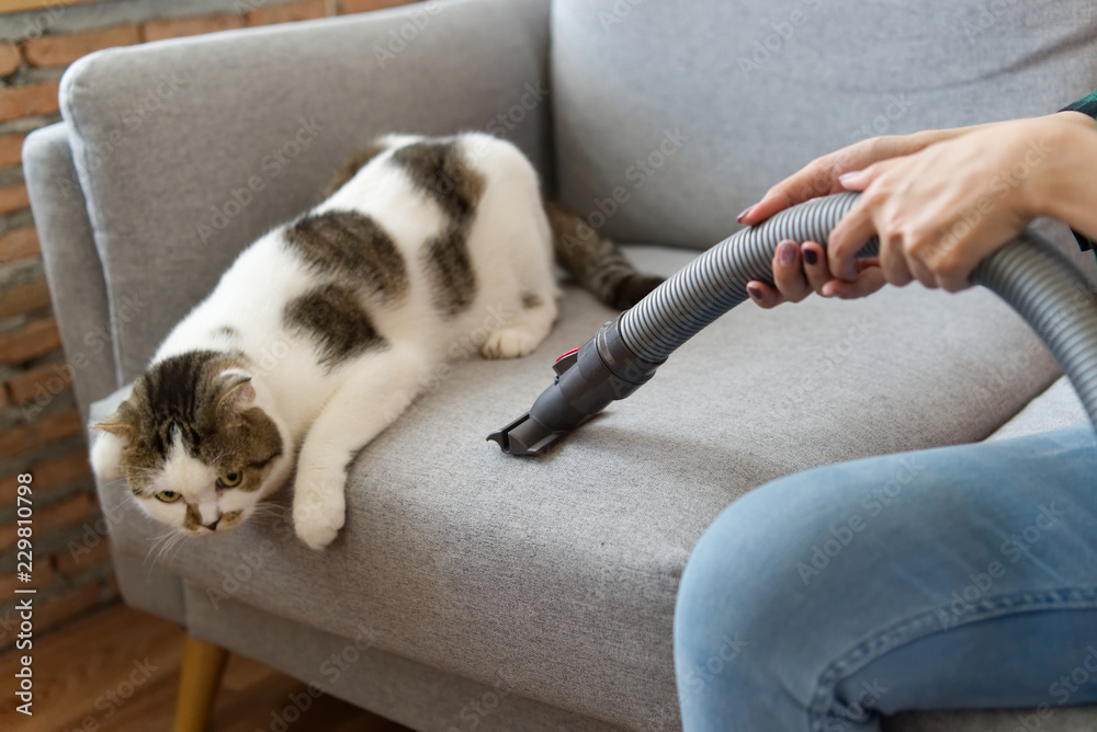 White cute cat sitting on sofa is looking at the floor while her owner is cleaning the sofa due to c