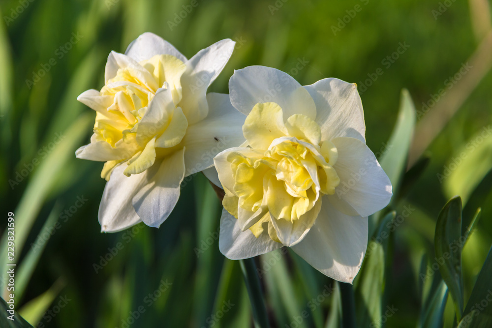 白色水仙（narcissus poeticus）