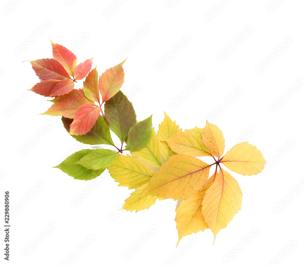 Beautiful autumn leaves on white background