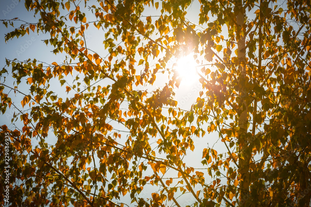 Yellow leaves on the tree at autumn