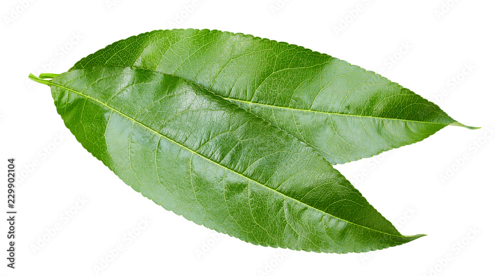 Peach leaf isolated