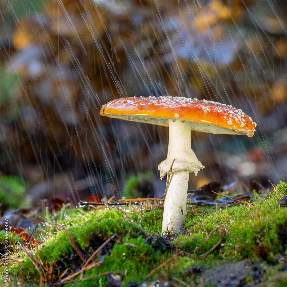 Amanita muscaria fly agaric red museum with white spots in grass（鹅膏菌蝇木耳红色蘑菇，草丛中有白色斑点）