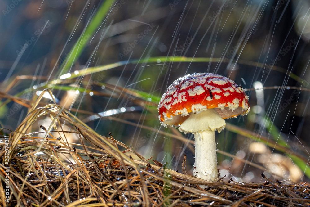 Amanita muscaria fly agaric red museum with white spots in grass（毒蕈鹅膏菌飞木耳红色蘑菇，草丛中有白色斑点）