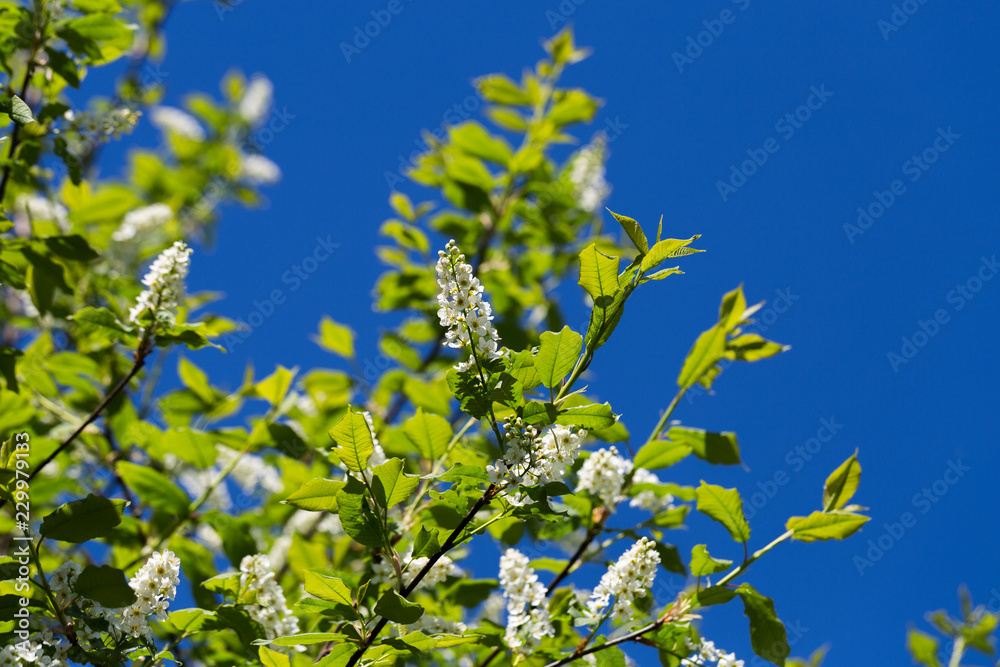 博索明鸟樱桃树（Prunus padus）