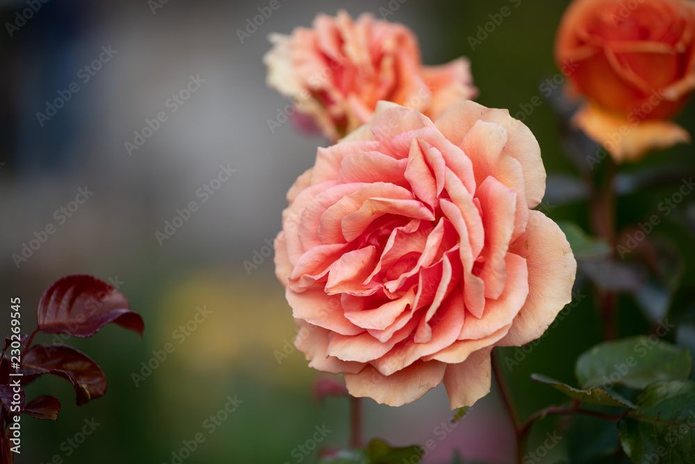 wunderschöne Rose