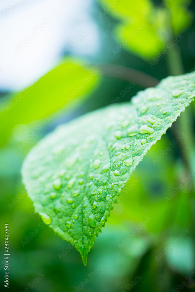 Leaves of Actinidia kolomikta. Selective focus. Shallow depth of field.